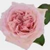 Garden Rose Pink O'hara Light Pink - Bulk 1 Garden Rose Pink O'hara Light Pink - Bulk -Flower Plants Sales 2024 09299A Garden Rose Pink O hara Light Pink Bulk