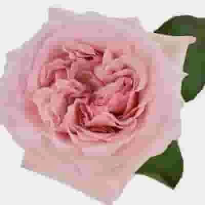 Garden Rose Pink O'hara Light Pink - Bulk 3 Garden Rose Pink O'hara Light Pink - Bulk