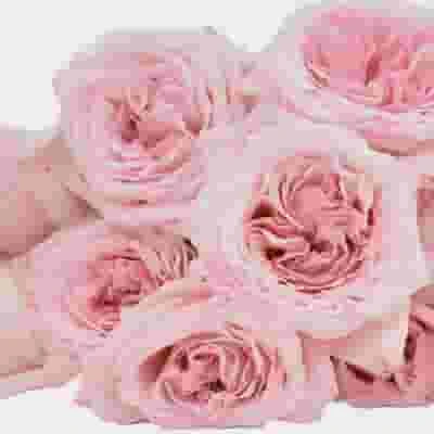 Garden Rose Pink O'hara Light Pink - Bulk 4 Garden Rose Pink O'hara Light Pink - Bulk - Image 2