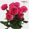 Garden Rose Pink Piano Dark Pink - Bulk 1 Garden Rose Pink Piano Dark Pink - Bulk -Flower Plants Sales 2024 09300A Garden Rose Pink Piano Dark Pink Bulk