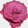 Garden Rose Precious Moments Dark Pink - Bulk 1 Garden Rose Precious Moments Dark Pink - Bulk -Flower Plants Sales 2024 09301A Garden Rose Precious Moments Dark Pink Bulk