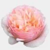 Garden Rose Princess Charlene Pink - Bulk -Flower Plants Sales 2024 09302A Garden Rose Princess Charlene Pink Bulk