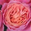 Garden Rose Rosa Loves Me Pink - Bulk -Flower Plants Sales 2024 09305A Garden Rose Rosa Loves Me Pink Bulk