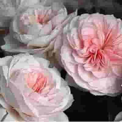 Garden Rose Sabrina Light Pink - Bulk 4 Garden Rose Sabrina Light Pink - Bulk - Image 2