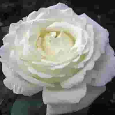Garden Rose Vitality Ivory - Bulk 3 Garden Rose Vitality Ivory - Bulk