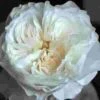 Garden Rose White Cloud White - Bulk -Flower Plants Sales 2024 09308A Garden Rose White Cloud White Bulk