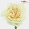 Garden Rose White O'hara - Bulk -Flower Plants Sales 2024 09309A Garden Rose White O hara Bulk