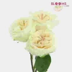 Garden Rose White O'hara - Bulk -Flower Plants Sales 2024 09309C Garden Rose White O hara Bulk