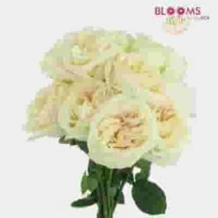 Garden Rose White O'hara - Bulk -Flower Plants Sales 2024 09309D Garden Rose White O hara Bulk