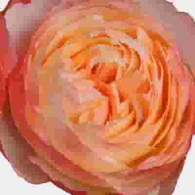 Garden Rose Princess Aiko Peach - Bulk 3 Garden Rose Princess Aiko Peach - Bulk