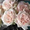 Garden Rose Princess Maya Light Peach - Bulk 1 Garden Rose Princess Maya Light Peach - Bulk -Flower Plants Sales 2024 09315B Garden Rose Princess Maya Light Peach Bulk