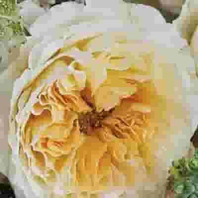 Garden Rose Beatrice Golden Peach - Bulk 3 Garden Rose Beatrice Golden Peach - Bulk