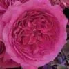 Garden Rose Capability Hot Pink - Bulk -Flower Plants Sales 2024 09320A Garden Rose Capability Hot Pink Bulk