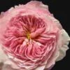 Garden Rose Constance Pink - Bulk -Flower Plants Sales 2024 09322A Garden Rose Constance Pink Bulk