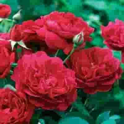 Garden Rose Darcey Red - Bulk 3 Garden Rose Darcey Red - Bulk