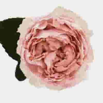 Garden Rose Juliet Peach - Bulk 3 Garden Rose Juliet Peach - Bulk