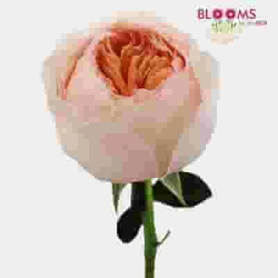 Garden Rose Juliet Peach - Bulk 4 Garden Rose Juliet Peach - Bulk - Image 2