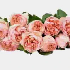 Garden Rose Juliet Peach - Bulk 7 Garden Rose Juliet Peach - Bulk -Flower Plants Sales 2024 09325C Garden Rose Juliet Peach Bulk
