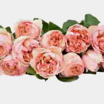 Garden Rose Juliet Peach - Bulk 5 Garden Rose Juliet Peach - Bulk - Image 3