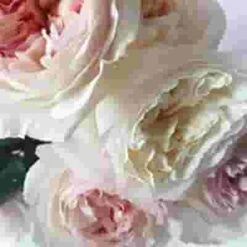 Garden Rose Keira Pink - Bulk -Flower Plants Sales 2024 09327C Garden Rose Keria Pink Bulk