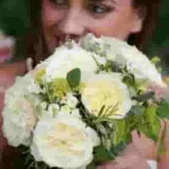 Garden Rose Patience White - Bulk -Flower Plants Sales 2024 09328B Garden Rose Patience White Bulk