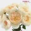 Garden Rose Purity Light Peach - Bulk