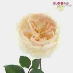 Garden Rose Purity Light Peach - Bulk -Flower Plants Sales 2024 09329C Garden Rose Purity Light Peach Bulk