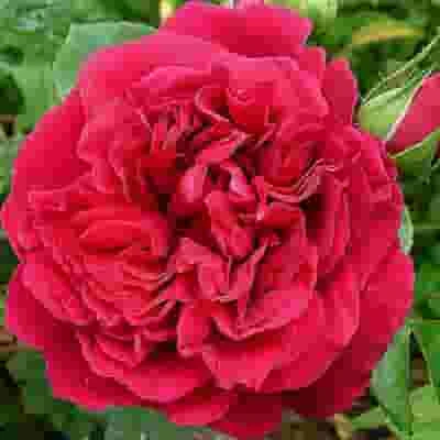Garden Rose Tess Red - Bulk 3 Garden Rose Tess Red - Bulk