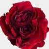 Garden Rose Mayras Red - Bulk -Flower Plants Sales 2024 09332A Garden Rose Mayras Red Bulk