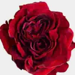 Garden Rose Mayras Red - Bulk
