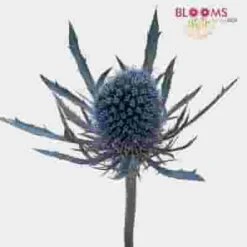 Thistle Eryngium Bulk -Flower Plants Sales 2024 09335C Thisle Eryngium Bulk
