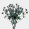 Thistle Eryngium Bulk -Flower Plants Sales 2024 09335D Thistle Eryngium Bulk