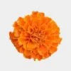 Orange Marigold Flowers - Bulk 1 Orange Marigold Flowers - Bulk -Flower Plants Sales 2024 09338A Orange Marigold Flowers Bulk