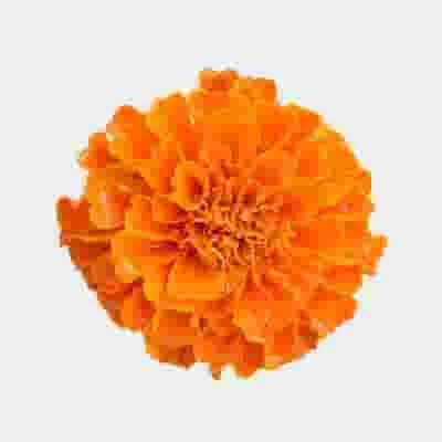Orange Marigold Flowers - Bulk 3 Orange Marigold Flowers - Bulk