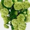 Viburnum SnowBall - Bulk -Flower Plants Sales 2024 09339D Viburnum SnowBall Bulk