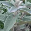 Lambs Ear Greenery - Bulk -Flower Plants Sales 2024 09342A Lambs Ear Greenery Bulk
