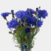Cornflower Assorted - Bulk -Flower Plants Sales 2024 09343B Cornflower Assorted Bulk