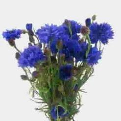 Cornflower Assorted - Bulk