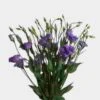 Lavender Lisianthus Flower 2 Lavender Lisianthus Flower -Flower Plants Sales 2024 09345A Lisianthus Lavender