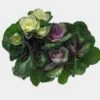 Cabbage Kale Assorted Bulk -Flower Plants Sales 2024 09348A Cabbage Kale Assorted Bulk
