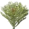 Feathered Kale Assorted Bulk -Flower Plants Sales 2024 09349A Feathered Kale Assorted Bulk