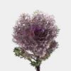 Feathered Kale Purple Bulk -Flower Plants Sales 2024 09350B Feathered Kale Purple Bulk