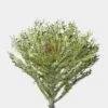 Feathered Kale White Bulk -Flower Plants Sales 2024 09351A Feathered Kale White Bulk