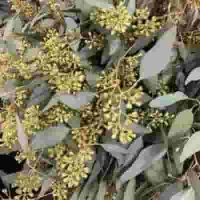 Garland Seeded Eucalyptus & Ruscus & Lemon - 8 Feet 4 Garland Seeded Eucalyptus & Ruscus & Lemon - 8 Feet - Image 2