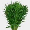 Solidago Tinted Green Bulk 2 Solidago Tinted Green Bulk -Flower Plants Sales 2024 09359A Solidago Tinted Green Bulk