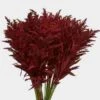 Solidago Tinted Red Bulk