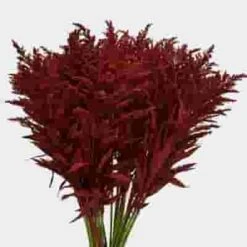 Solidago Tinted Red Bulk