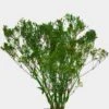 Gypsophila - Tinted Green Bulk -Flower Plants Sales 2024 09364A Gypsophila Tinted Green Bulk