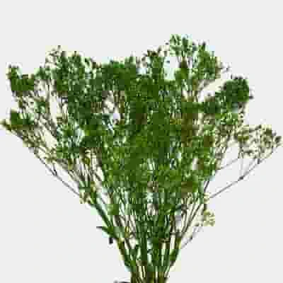 Gypsophila - Tinted Green Bulk 3 Gypsophila - Tinted Green Bulk