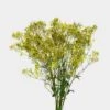 Gypsophila - Tinted Yellow Bulk 2 Gypsophila - Tinted Yellow Bulk -Flower Plants Sales 2024 09367A Gypsophila Tinted Yellow Bulk
